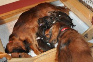 Jamniki d�ugow�ose